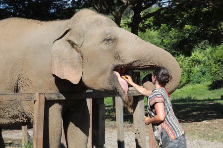 SV102 HALF DAY ELEPHANT JUNGLE SANCTUARY TOUR WITH LUNCH