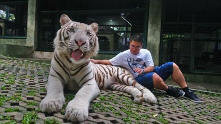 SV107 HALF DAY TIGER KINGDOM & ORCHID FARM TOUR (EXCLUDE TICKET)